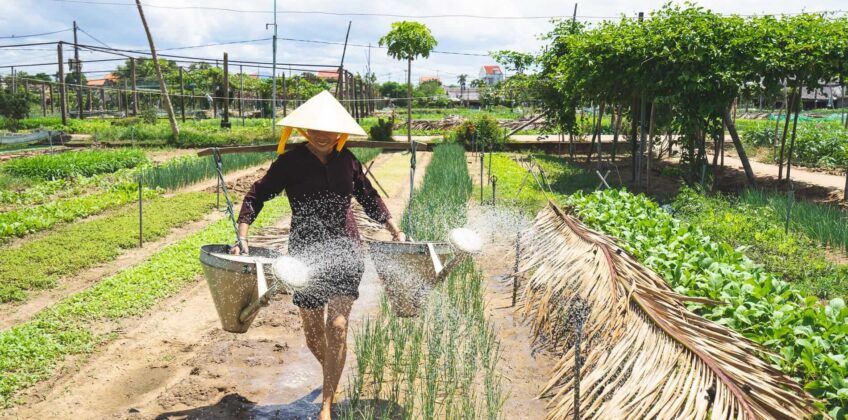 watering-the-plants
